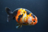 Jumbo Ranchu Calico 6 Inch (ID#1004To10a-110)