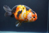 Jumbo Ranchu Calico 6 Inch (ID#1004To10a-110)