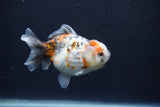 Yuan Bao Oranda  Calico 3.5 Inch (ID#1227Yb10b-68) Free2Day SHIPPING