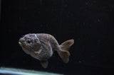 Ranchu  Black 3.5 Inch (ID#311R8c-59) Free2Day SHIPPING