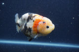 Milk Cow Ranchu  Calico 4.5 Inch (ID#401R10a-99) Free2Day SHIPPING