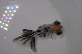 Butterfly  Calico 3.5 Inch (ID#1220B8b-41) Free2Day SHIPPING