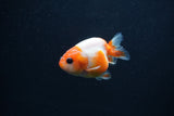 Baby Ranchu  Sakura 2.5 Inch (ID#1231R9c-28) Free2Day SHIPPING