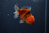 Yuan Bao Oranda  Calico 4 Inch (ID#1206To10b-75) Free2Day SHIPPING