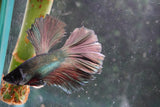 Copper    Plakat Male Betta (ID#801-M114) Free2Day SHIPPING