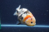 Milk Cow Ranchu  Calico 4.5 Inch (ID#401R10a-99) Free2Day SHIPPING