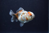 Yuan Bao Oranda  Calico 3.5 Inch (ID#1227Yb10b-68) Free2Day SHIPPING