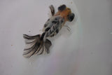 Butterfly  Calico 3.5 Inch (ID#1220B8b-41) Free2Day SHIPPING