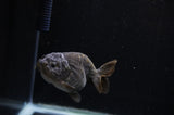 Ranchu  Black 3.5 Inch (ID#311R8c-59) Free2Day SHIPPING