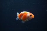 Baby Ranchu  Sakura 2.5 Inch (ID#1231R9c-28) Free2Day SHIPPING