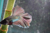 Copper    Plakat Male Betta (ID#801-M114) Free2Day SHIPPING