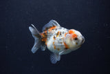 Yuan Bao Oranda  Calico 3.5 Inch (ID#1227Yb10b-68) Free2Day SHIPPING