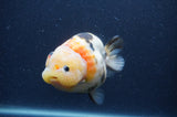 Milk Cow Ranchu  Calico 4.5 Inch (ID#401R10a-99) Free2Day SHIPPING