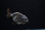 Ranchu  Black 3.5 Inch (ID#311R8c-59) Free2Day SHIPPING