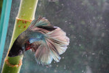 Copper    Plakat Male Betta (ID#801-M114) Free2Day SHIPPING