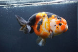 Jumbo Ranchu Calico 6 Inch (ID#1004To10a-110)