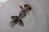 Butterfly  Calico 3.5 Inch (ID#1220B8b-41) Free2Day SHIPPING