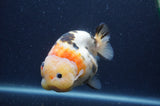 Milk Cow Ranchu  Calico 4.5 Inch (ID#401R10a-99) Free2Day SHIPPING
