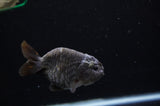 Ranchu  Black 3.5 Inch (ID#311R8c-59) Free2Day SHIPPING