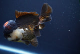 Short Body Thai Oranda  Tricolor 4.5 Inch (ID#830To14a-79)