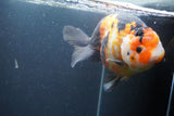 Jumbo Ranchu Calico 6 Inch (ID#1004To10a-110)