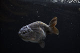 Ranchu  Black 3.5 Inch (ID#311R8c-59) Free2Day SHIPPING