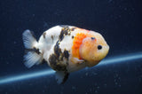 Milk Cow Ranchu  Calico 4.5 Inch (ID#401R10a-99) Free2Day SHIPPING