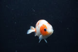 Baby Ranchu  Sakura 2.5 Inch (ID#1231R9c-29) Free2Day SHIPPING