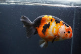 Jumbo Ranchu Calico 6 Inch (ID#1004To10a-110)