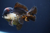 Short Body Thai Oranda  Tricolor 4.5 Inch (ID#830To14a-79)