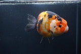 Jumbo Ranchu Calico 6 Inch (ID#1004To10a-110)