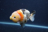 Milk Cow Ranchu  Calico 4.5 Inch (ID#401R10a-99) Free2Day SHIPPING