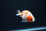 Baby Ranchu  Sakura 2.5 Inch (ID#1231R9c-29) Free2Day SHIPPING