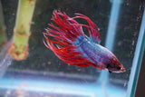 Red   Galaxy Crowntail Male Betta (ID#801-M115) Free2Day SHIPPING