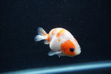 Baby Ranchu  Sakura 2.5 Inch (ID#1231R9c-29) Free2Day SHIPPING