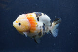 Milk Cow Ranchu  Calico 4.5 Inch (ID#401R10a-99) Free2Day SHIPPING
