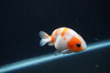 Baby Ranchu  Sakura 2.5 Inch (ID#1231R9c-29) Free2Day SHIPPING