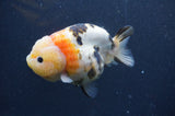 Milk Cow Ranchu  Calico 4.5 Inch (ID#401R10a-99) Free2Day SHIPPING