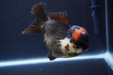 Short Body Thai Oranda  Tricolor 4.5 Inch (ID#830To14a-79)