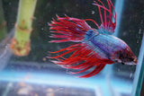 Red   Galaxy Crowntail Male Betta (ID#801-M115) Free2Day SHIPPING