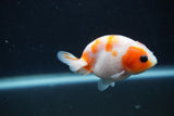 Baby Ranchu  Sakura 2.5 Inch (ID#1231R9c-29) Free2Day SHIPPING