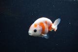 Baby Ranchu  Sakura 2.5 Inch (ID#1231R9c-29) Free2Day SHIPPING