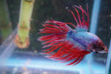 Red   Galaxy Crowntail Male Betta (ID#801-M115) Free2Day SHIPPING