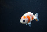 Baby Ranchu  Sakura 2.5 Inch (ID#1231R9c-29) Free2Day SHIPPING