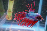 Red   Galaxy Crowntail Male Betta (ID#801-M115) Free2Day SHIPPING