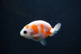 Baby Ranchu  Sakura 2.5 Inch (ID#1231R9c-29) Free2Day SHIPPING