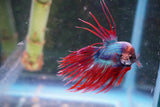 Red   Galaxy Crowntail Male Betta (ID#801-M115) Free2Day SHIPPING