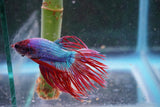 Red   Galaxy Crowntail Male Betta (ID#801-M115) Free2Day SHIPPING