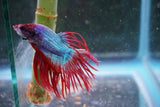 Red   Galaxy Crowntail Male Betta (ID#801-M115) Free2Day SHIPPING