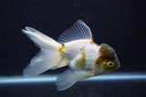 Thai Oranda  Panda 5 Inch (ID#920To2b-91) Free2Day SHIPPING